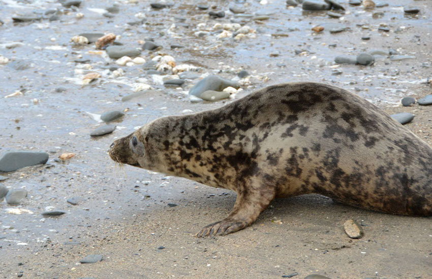 Seal Release - 30th May 2013