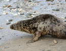 Seal Release - 30th May 2013