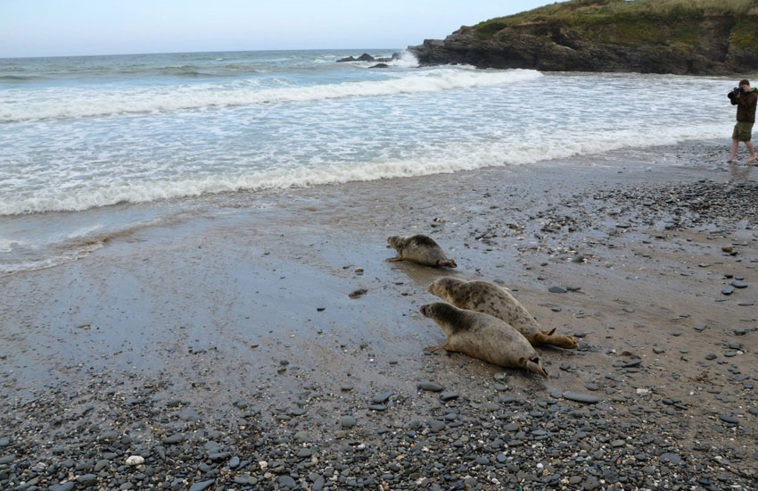 Seal Release - 30th May 2013