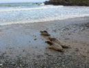 Seal Release - 30th May 2013