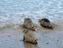 Seal Release - 30th May 2013