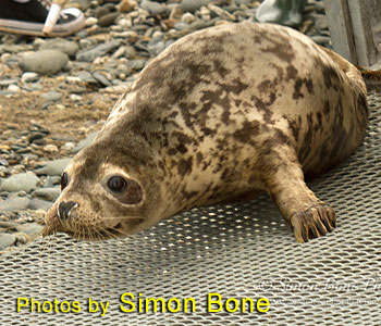 Photo taken by Simon Bone