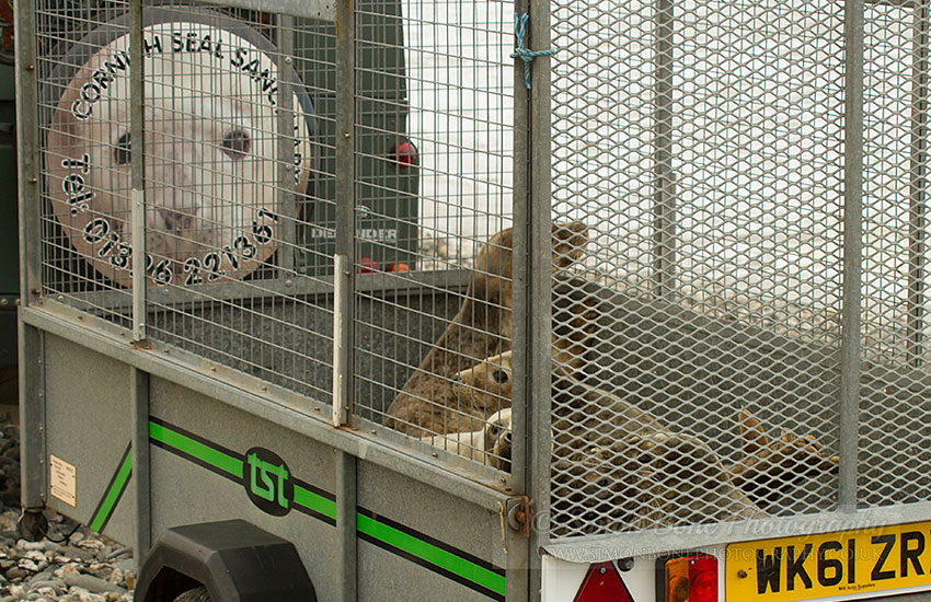 Seal Release - 30th May 2013