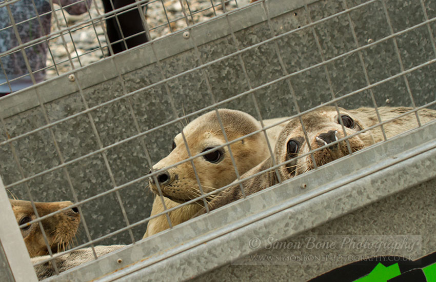 Seal Release - 30th May 2013