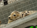 Seal Release - 30th May 2013