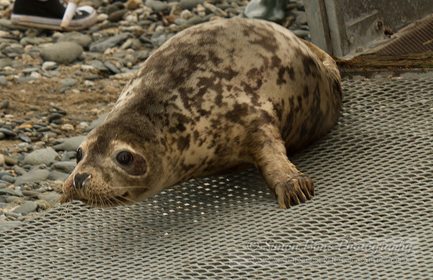 Seal Release - 30th May 2013