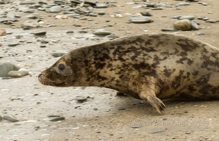 Seal Release - 30th May 2013