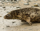 Seal Release - 30th May 2013