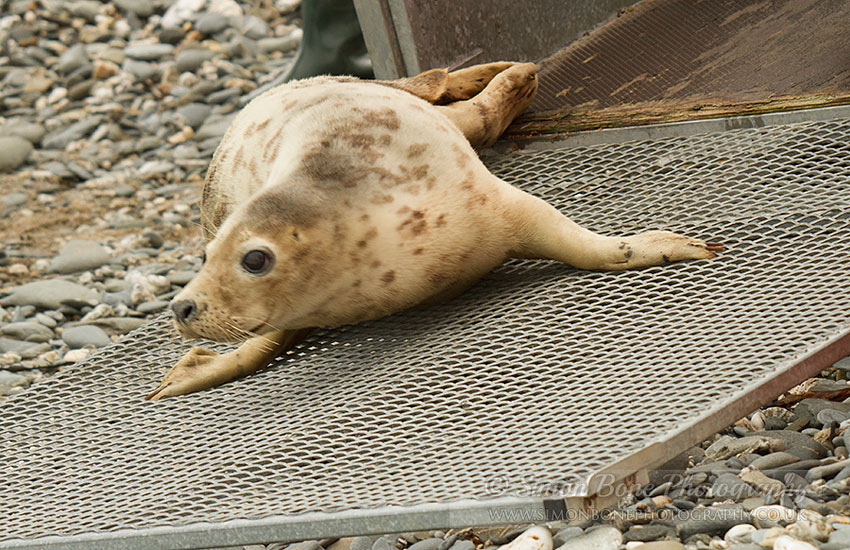 Seal Release - 30th May 2013