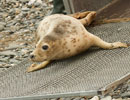 Seal Release - 30th May 2013