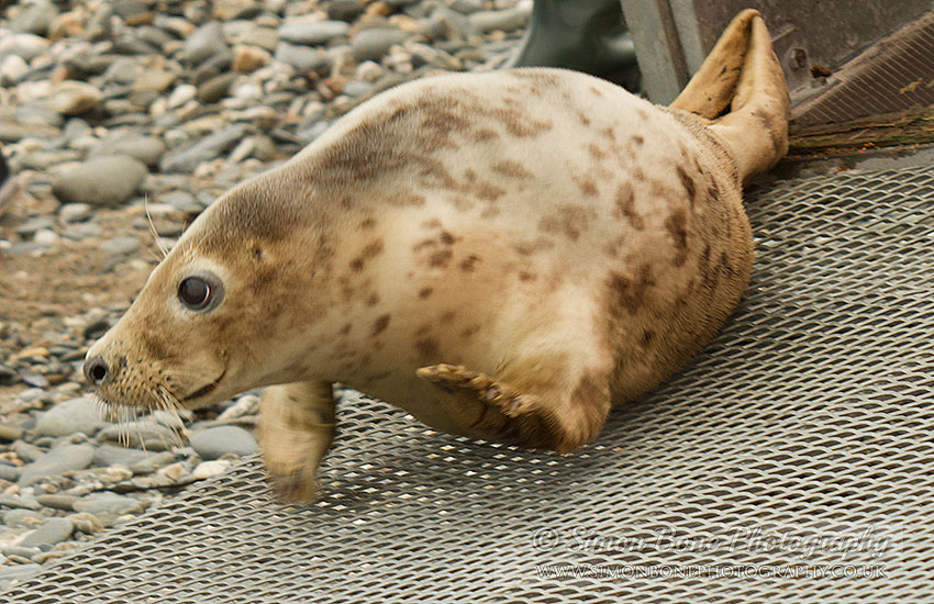 Seal Release - 30th May 2013