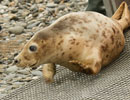 Seal Release - 30th May 2013
