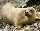 Seal Release - 30th May 2013
