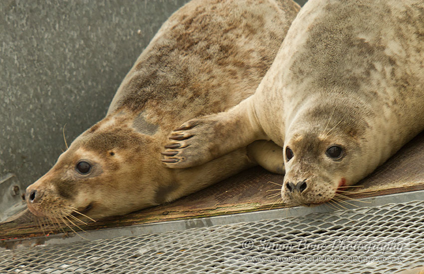 Seal Release - 30th May 2013