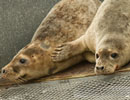 Seal Release - 30th May 2013