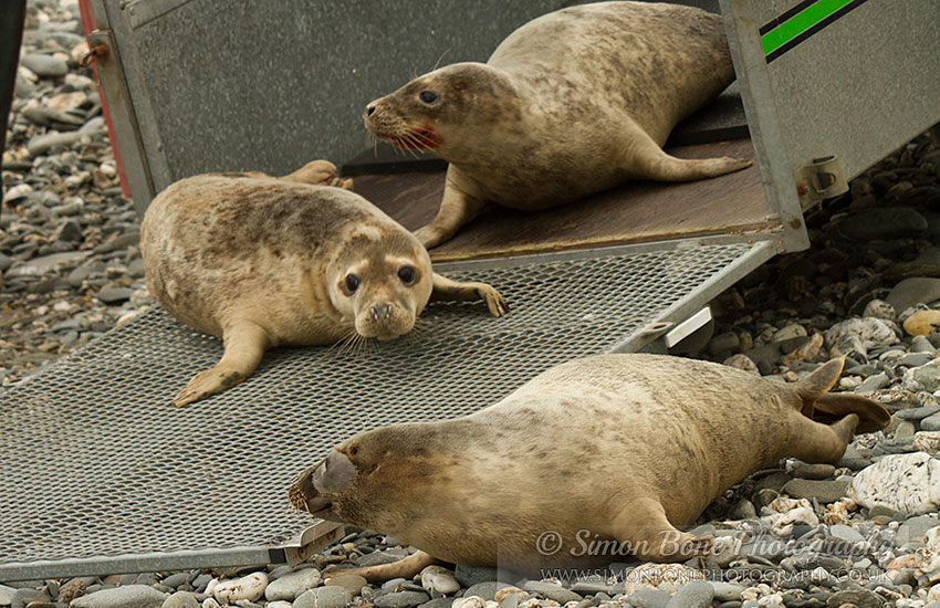 Seal Release - 30th May 2013