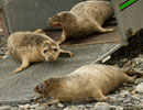 Seal Release - 30th May 2013