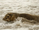 Seal Release - 30th May 2013