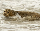 Seal Release - 30th May 2013