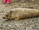 Seal Release - 30th May 2013