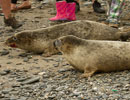 Seal Release - 30th May 2013
