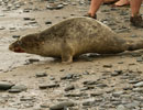 Seal Release - 30th May 2013
