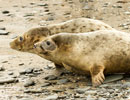 Seal Release - 30th May 2013