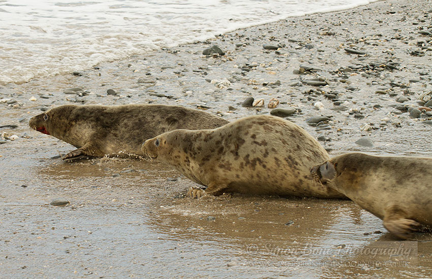 Seal Release - 30th May 2013