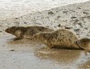 Seal Release - 30th May 2013