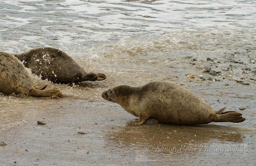 Seal Release - 30th May 2013
