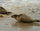 Seal Release - 30th May 2013