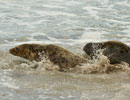 Seal Release - 30th May 2013