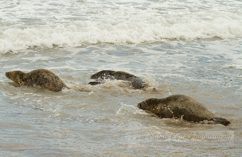 Seal Release - 30th May 2013