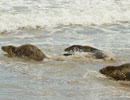 Seal Release - 30th May 2013