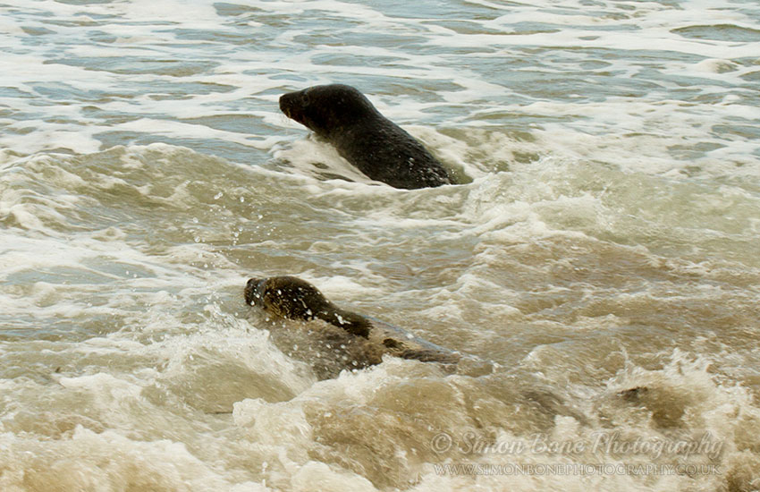 Seal Release - 30th May 2013