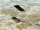 Seal Release - 30th May 2013