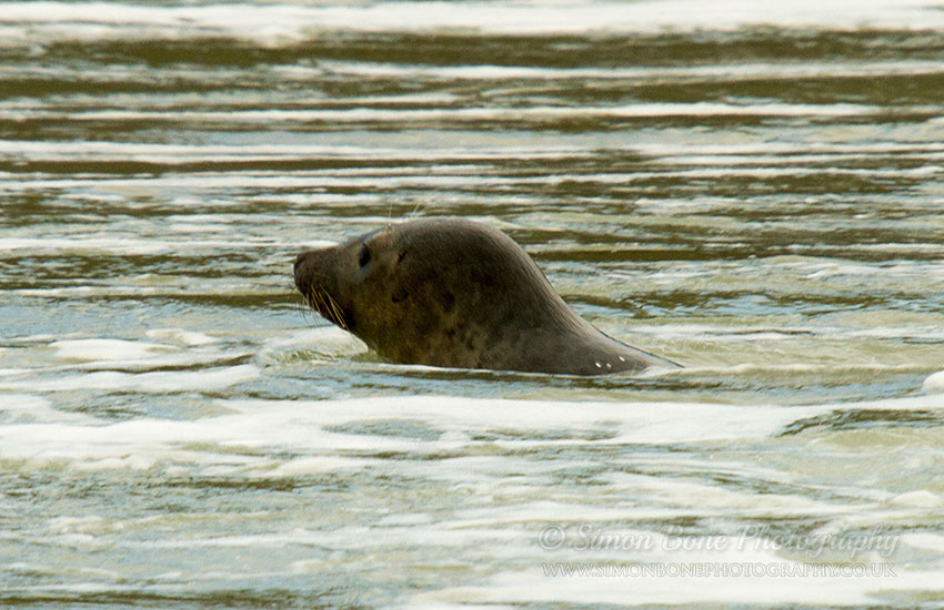 Seal Release - 30th May 2013