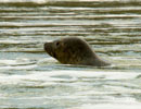 Seal Release - 30th May 2013