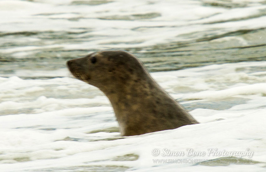 Seal Release - 30th May 2013