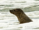 Seal Release - 30th May 2013