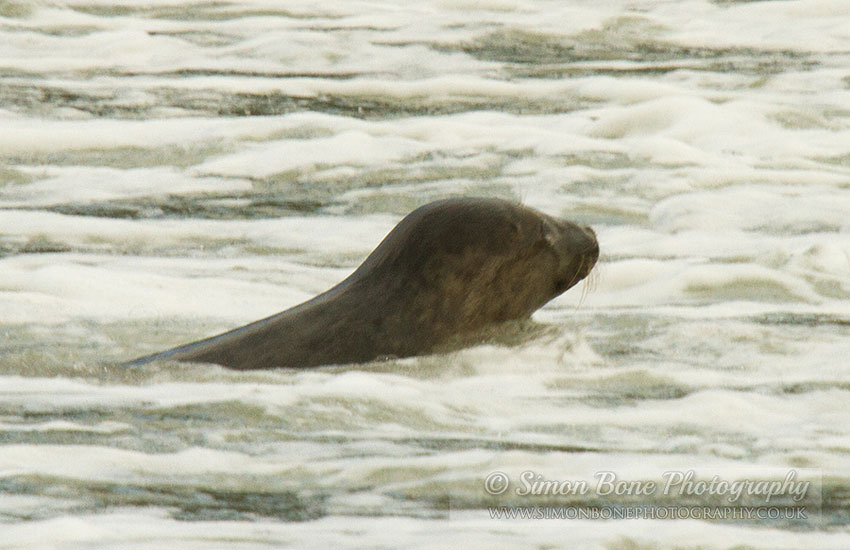 Seal Release - 30th May 2013