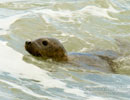 Seal Release - 30th May 2013