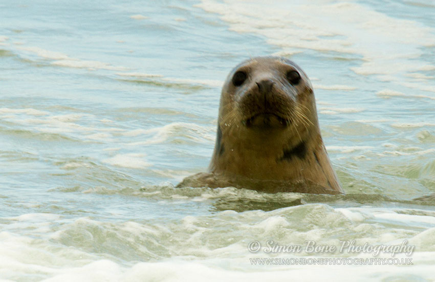 Seal Release - 30th May 2013