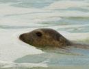 Seal Release - 30th May 2013