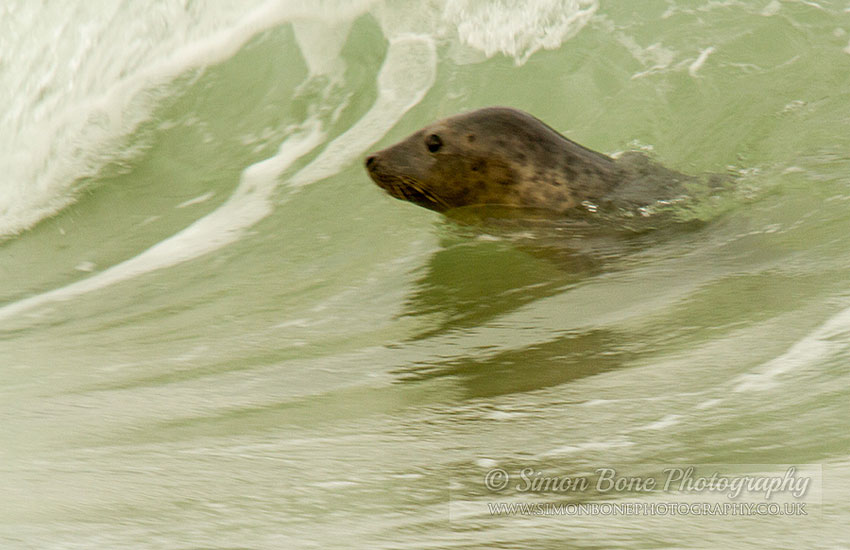Seal Release - 30th May 2013