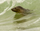 Seal Release - 30th May 2013