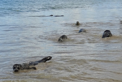 Seal Release - 30th November 2022 - Photo Credit - Denise Gent - BDMLR