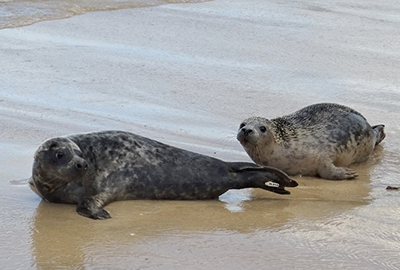 Seal Release - 30th November 2022 - Photos Credit - Denise Gent - BDMLR