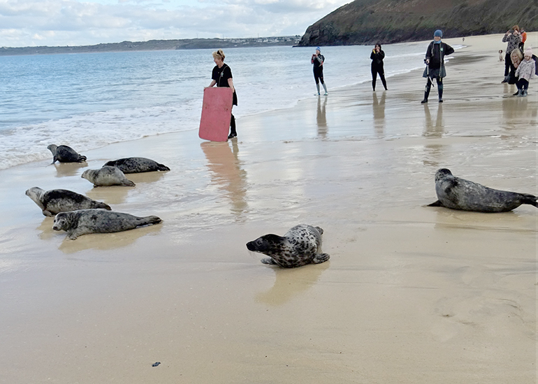 Seal Release - 30th November 2022 - Photo Credit - Denise Gent - BDMLR