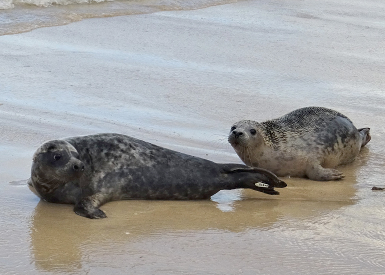 Seal Release - 30th November 2022 - Photo Credit - Denise Gent - BDMLR